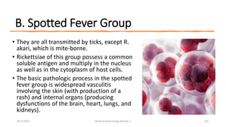B. Spotted Fever Group
• They are all transmitted by ticks, except R.
akari, which is mite-borne.
• Rickettsiae of this group possess a common
soluble antigen and multiply in the nucleus
as well as in the cytoplasm of host cells.
• The basic pathologic process in the spotted
fever group is widespread vasculitis
involving the skin (with production of a
rash) and internal organs (producing
dysfunctions of the brain, heart, lungs, and
kidneys).
8/11/2023 Medical Bacteriology Module 2 295
 