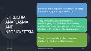EHRLICHIA,
ANAPLASMA
AND
NEORICKETTSIA
Ehrlichia and Anaplasma are small, obligate
intracellular, gram-negative bacteria.
They infect circulating leukocytes,
erythrocytes, and platelets, where they
multiply within phagocytic vacuoles, forming
clusters with inclusion-like appearance.
These clusters of ehrlichiae resemble
mulberries and are called morulae
8/11/2023 Medical Bacteriology Module 2 302
 