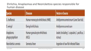 Ehrlichia, Anaplasmaa and Neorickettsia species responsible for
human disease
8/11/2023 Medical Bacteriology Module 2 304
 