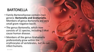 BARTONELLA
• Family Bartonellaceae contains two
genera: Bartonella and Grahamella.
Members of genus Bartonella are very
small gram-negative bacilli.
• The genus Bartonella, which now
consists of 11 species, including 5 that
cause human disease.
• Members of the genus Grahamella
preferentially grow within the
erythrocytes of vertebrates, but do not
infect humans.
8/11/2023 Medical Bacteriology Module 2 305
 