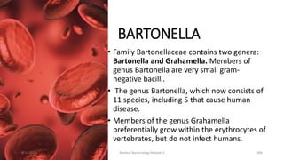 BARTONELLA
• Family Bartonellaceae contains two genera:
Bartonella and Grahamella. Members of
genus Bartonella are very small gram-
negative bacilli.
• The genus Bartonella, which now consists of
11 species, including 5 that cause human
disease.
• Members of the genus Grahamella
preferentially grow within the erythrocytes of
vertebrates, but do not infect humans.
8/11/2023 Medical Bacteriology Module 2 306
 