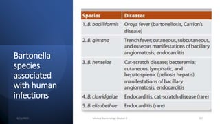 Bartonella
species
associated
with human
infections
8/11/2023 Medical Bacteriology Module 2 307
 