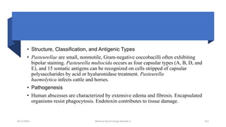 • Structure, Classification, and Antigenic Types
• Pasteurellae are small, nonmotile, Gram-negative coccobacilli often exhibiting
bipolar staining. Pasteurella multocida occurs as four capsular types (A, B, D, and
E), and 15 somatic antigens can be recognized on cells stripped of capsular
polysaccharides by acid or hyaluronidase treatment. Pasteurella
haemolytica infects cattle and horses.
• Pathogenesis
• Human abscesses are characterized by extensive edema and fibrosis. Encapsulated
organisms resist phagocytosis. Endotoxin contributes to tissue damage.
8/11/2023 Medical Bacteriology Module 2 321
 