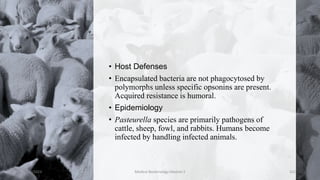 • Host Defenses
• Encapsulated bacteria are not phagocytosed by
polymorphs unless specific opsonins are present.
Acquired resistance is humoral.
• Epidemiology
• Pasteurella species are primarily pathogens of
cattle, sheep, fowl, and rabbits. Humans become
infected by handling infected animals.
8/11/2023 Medical Bacteriology Module 2 322
 
