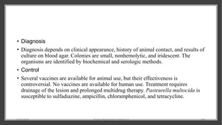 • Diagnosis
• Diagnosis depends on clinical appearance, history of animal contact, and results of
culture on blood agar. Colonies are small, nonhemolytic, and iridescent. The
organisms are identified by biochemical and serologic methods.
• Control
• Several vaccines are available for animal use, but their effectiveness is
controversial. No vaccines are available for human use. Treatment requires
drainage of the lesion and prolonged multidrug therapy. Pasteurella multocida is
susceptible to sulfadiazine, ampicillin, chloramphenicol, and tetracycline.
8/11/2023 Medical Bacteriology Module 2 323
 