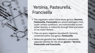 Yersinia, Pasteurella,
Francisella
• The organisms within these three genera (Yersinia,
Pasteurella, Francisella) are animal pathogens that,
under certain conditions, are transmissible to man
either directly, or indirectly through food and water
or via insect vectors.
• They are gram-negative coccobacilli, formerly
contained within one genus, Pasteurella.
• Molecular genetics has indicated a completely
separate identity for the three genera—Yersinia,
Pasteurella and Francisella.
8/11/2023 Medical Bacteriology Module 2 324
 