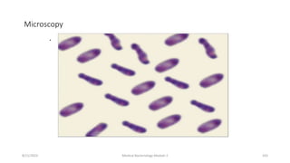 Microscopy
.
8/11/2023 Medical Bacteriology Module 2 333
 