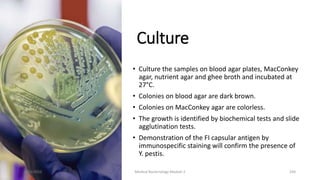 Culture
• Culture the samples on blood agar plates, MacConkey
agar, nutrient agar and ghee broth and incubated at
27°C.
• Colonies on blood agar are dark brown.
• Colonies on MacConkey agar are colorless.
• The growth is identified by biochemical tests and slide
agglutination tests.
• Demonstration of the FI capsular antigen by
immunospecific staining will confirm the presence of
Y. pestis.
8/11/2023 Medical Bacteriology Module 2 334
 