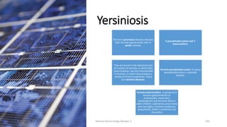 Yersiniosis
The term yersiniosis denotes infection
with Yersinia species other than Y.
pestis, namely,
Y.pseudotuberculosis and Y.
enterocolitica.
They are found in the intestinal tract
of a variety of animals, in which they
cause diseases, and are transmissible
to humans, in which they produce a
variety of clinical syndromes. These
are zoonotic diseases.
Yersinia pseudotuberculosis: It causes
pseudotuberculosis, a zoonotic
disease.
Yersinia enterocolitica . It produces in
humans-gastroenteritis or
enterocolitis, mesenteric
lymphadenitis and terminal ileitis in
older children, septicemia, pneumonia
and meningitis, erythema nodosum,
polyarthritis, Reiter’s syndrome and
thyroiditis
8/11/2023 Medical Bacteriology Module 2 335
 