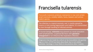 Francisella tularensis
Francisella tularensis produces tularaemia in man and certain
small mammals, notably rabbits, hares, beavers and various
rodent species.
The infection is a typical zoonosis, and is mainly spread by
insects or ticks among lagomorphs and rodents. It is transmitted
to man through handling of infected animals.
In human beings, tularemia may present as a local ulceration
with lymphadenitis, a typhoid like fever with glandular
enlargement or an influenza like respiratory infection.
Diagnosis may be made by culture or by inoculation into guinea
pigs or mice. A PCR has been described, but is not widely
available. Serology is most likely to be positive after 3 weeks.
8/11/2023 Medical Bacteriology Module 2 336
 