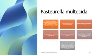 Pasteurella multocida
They are gram-negative,
nonmotile, nonsporing coccobacilli
which show bipolar staining,
aerobic and facultative anaerobic.
They grow on blood agar and
chocolate agar.
Pasteurella infections are
considered zoonoses.
Human infections usually present
as:
1. A local abscess at the site of a
cat or dog bite;
2. Infections of the respiratory
system.
3. Meningitis or cerebral abscess
(usually following head injury),
endocarditis, pericarditis or
septicemia.
Laboratory diagnosis consist of
swabing from bite wounds, from
blood, from CSF in cases of
meningitis and from secretions in
suppurative conditions of the
respiratory tract and cultured on
blood agar
8/11/2023 Medical Bacteriology Module 2 337
 