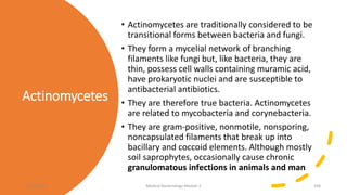 Actinomycetes
• Actinomycetes are traditionally considered to be
transitional forms between bacteria and fungi.
• They form a mycelial network of branching
filaments like fungi but, like bacteria, they are
thin, possess cell walls containing muramic acid,
have prokaryotic nuclei and are susceptible to
antibacterial antibiotics.
• They are therefore true bacteria. Actinomycetes
are related to mycobacteria and corynebacteria.
• They are gram-positive, nonmotile, nonsporing,
noncapsulated filaments that break up into
bacillary and coccoid elements. Although mostly
soil saprophytes, occasionally cause chronic
granulomatous infections in animals and man
8/11/2023 Medical Bacteriology Module 2 338
 