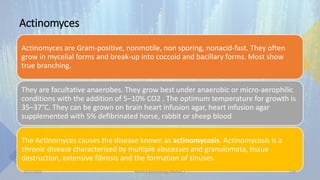 Actinomyces
Actinomyces are Gram-positive, nonmotile, non sporing, nonacid-fast. They often
grow in mycelial forms and break-up into coccoid and bacillary forms. Most show
true branching.
They are facultative anaerobes. They grow best under anaerobic or micro-aerophilic
conditions with the addition of 5–10% CO2 . The optimum temperature for growth is
35–37°C. They can be grown on brain heart infusion agar, heart infusion agar
supplemented with 5% defibrinated horse, rabbit or sheep blood
The Actinomyces causes the disease known as actinomycosis. Actinomycosis is a
chronic disease characterized by multiple abscesses and granulomata, tissue
destruction, extensive fibrosis and the formation of sinuses.
8/11/2023 Medical Bacteriology Module 2 339
 