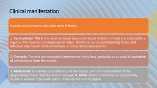 Clinical manifestation
Human actinomycosis may take several forms:
1. Cervicofacial: This is the most common type and it occur mainly in cheek and submaxillary
regions. The disease is endogenous in origin. Dental caries is a predisposing factor, and
infection may follow tooth extractions or other dental procedures.
2. Thoracic: Thoracic actinomycosis commences in the lung, probably as a result of aspiration
of actinomyces from the mouth.
3. Abdominal: The lesion is usually around the cecum, with the involvement of the
neighboring tissues and the abdominal wall. 4. Pelvic: Pelvic actinomycosis occasionally
occurs in women fitted with plastic intra-uterine contraceptive
8/11/2023 Medical Bacteriology Module 2 340
 