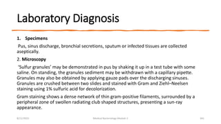 Laboratory Diagnosis
1. Specimens
Pus, sinus discharge, bronchial secretions, sputum or infected tissues are collected
aseptically.
2. Microscopy
‘Sulfur granules’ may be demonstrated in pus by shaking it up in a test tube with some
saline. On standing, the granules sediment may be withdrawn with a capillary pipette.
Granules may also be obtained by applying gauze pads over the discharging sinuses.
Granules are crushed between two slides and stained with Gram and Ziehl–Neelsen
staining using 1% sulfuric acid for decolorization.
Gram staining shows a dense network of thin gram-positive filaments, surrounded by a
peripheral zone of swollen radiating club shaped structures, presenting a sun-ray
appearance.
8/11/2023 Medical Bacteriology Module 2 341
 