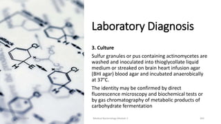 Laboratory Diagnosis
3. Culture
Sulfur granules or pus containing actinomycetes are
washed and inoculated into thioglycollate liquid
medium or streaked on brain heart infusion agar
(BHI agar) blood agar and incubated anaerobically
at 37°C.
The identity may be confirmed by direct
fluorescence microscopy and biochemical tests or
by gas chromatography of metabolic products of
carbohydrate fermentation
8/11/2023 Medical Bacteriology Module 2 343
 