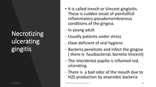 Necrotizing
ulcerating
gingitis
• It is called trench or Vincent gingivitis.
These is sudden onset of painfullfull
inflammatory pseudomembranous
conditions of the gingiva.
- In young adult
- Usually patients under stress
- Have deficient of oral hygiene
- Bacteria penetrate and infect the gingiva
( there is fusobacterial, borrelia Vincent)
- The interdental papilla is inflamed red,
ulcerating.
- There is a bad odor of the mouth due to
H2S production by anaerobic bacteria
8/11/2023 Medical Bacteriology Module 2 360
 