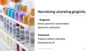 Necrotizing ulcerating gingivitis
- Diagnosis
Direct specimen examination
Specimen cultivation
Treatment
Tropical sodium caprylate
Amphotericin B
8/11/2023 Medical Bacteriology Module 2 367
 