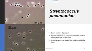 Streptococcus
pneumoniae
• Gram positive diplococci.
• Possess a capsule of polysaccharide that permits
typing with specific antisera.
• Found as a normal flora in the upper respiratory
tract.
8/11/2023 Medical Bacteriology Module 2 39
 