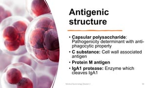 Antigenic
structure
• Capsular polysaccharide:
Pathogenicity determinant with anti-
phagocytic property
• C substance: Cell wall associated
antigen
• Protein M antigen
• IgA1 protease: Enzyme which
cleaves IgA1
8/11/2023 Medical Bacteriology Module 2 40
 