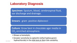 Laboratory Diagnosis
Specimen: Sputum, blood, cerebrospinal fluid,
ear discharge and drainage.
Smears: gram positive diplococci
Culture: Grow best in chocolate agar media in
CO2 enriched atmosphere.
• Shows α-hemolytic,
• Greater sensitivity to optochin (ethyl hydrocuprein
hydrochloride) in the disk test or their bile solubility.
8/11/2023 Medical Bacteriology Module 2 42
 