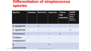 Differentiation of streptococcus
species
Species Catalase Bacitracin Optochin Litmus
milk
reduction
CAMP
(Christie–
Atkins–
Munch-
Peterson)
S. pyogenes - + - - -
S. agalaciae - - - - +
Enterococci - - - + -
Viridans
streptococci
- - - - -
S.
pneumoniae
- - + - -
8/11/2023 Medical Bacteriology Module 2 44
 