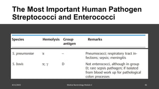 The Most Important Human Pathogen
Streptococci and Enterococci
8/11/2023 Medical Bacteriology Module 2 46
 