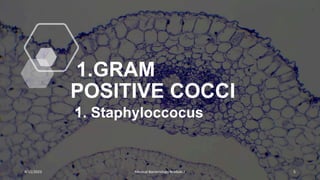 1.GRAM
POSITIVE COCCI
1. Staphyloccocus
8/11/2023 Medical Bacteriology Module 2 5
 