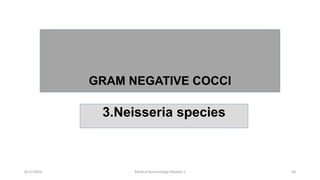 GRAM NEGATIVE COCCI
3.Neisseria species
8/11/2023 Medical Bacteriology Module 2 50
 