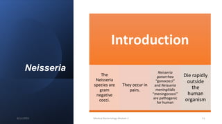 Neisseria
Introduction
The
Neisseria
species are
gram
negative
cocci.
They occur in
pairs.
Neisseria
gonorrhea
“gonococci”
and Neisseria
meningitidis
“meningococci”
are pathogenic
for human
Die rapidly
outside
the
human
organism
8/11/2023 Medical Bacteriology Module 2 51
 