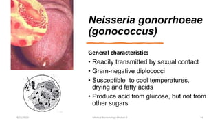 Neisseria gonorrhoeae
(gonococcus)
General characteristics
• Readily transmitted by sexual contact
• Gram-negative diplococci
• Susceptible to cool temperatures,
drying and fatty acids
• Produce acid from glucose, but not from
other sugars
8/11/2023 Medical Bacteriology Module 2 54
 