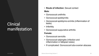 Clinical
manifestation
• Route of infection: Sexual contact
Male:
• Gonococcal urethritis
• Gonococcal epididymitis
• Gonococcal epididymo-orchitis (inflammation of
testis)
• Infertility
• Gonococcal suppurative arthritis
Female:
• Gonococcal cervicitis
• Gonococcal salpingitis (infection and
inflammation in fallopian tubes)
• If complicated: Gonococcal tubo-ovarian abscess
8/11/2023 Medical Bacteriology Module 2 56
 