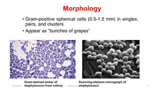 • Gram-positive spherical cells (0.5-1.5 mm) in singles,
pairs, and clusters
• Appear as “bunches of grapes”
Gram-stained smear of
staphylococci from colony
Scanning electron micrograph of
staphylococci
Morphology
8/11/2023 Medical Bacteriology Module 2 6
 