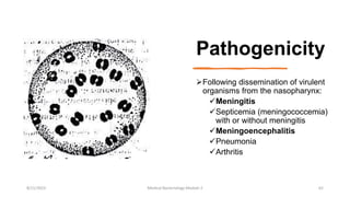 Pathogenicity
Following dissemination of virulent
organisms from the nasopharynx:
Meningitis
Septicemia (meningococcemia)
with or without meningitis
Meningoencephalitis
Pneumonia
Arthritis
8/11/2023 Medical Bacteriology Module 2 62
 