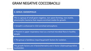 GRAM NEGATIVE COCCOBACILLI
4. GENUS: HAEMOPHILUS
This is a group of small gram-negative, non-spore forming, non-motile,
pleomorphic bacteria that require enriched media for growth.
• Growth is enhanced in CO2 enriched atmosphere.
• Present in upper respiratory tract as a normal microbial flora in healthy
people.
• The group is fastidious requiring growth factors for isolation.
The growth factors are X-factor(Hematin) and V-factor (Diphosphopyridine
nucleotide).
8/11/2023 Medical Bacteriology Module 2 67
 