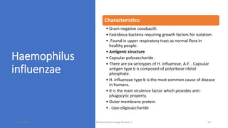 Haemophilus
influenzae
Characteristics:
• Gram-negative cocobacilli.
• Fastidious bacteria requiring growth factors for isolation.
• .Found in upper respiratory tract as normal flora in
healthy people.
• Antigenic structure
• Capsular polysaccharide .
• There are six serotypes of H. influenzae, A-F. . Capsular
antigen type b is composed of polyribose ribitol
phosphate.
• H. influenzae type b is the most common cause of disease
in humans.
• It is the main virulence factor which provides anti-
phagocytic property.
• Outer membrane protein
• . Lipo-oligosaccharide
8/11/2023 Medical Bacteriology Module 2 69
 