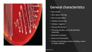 General characteristics
• Non motile
• Non–spore-forming
• Non encapsulated
• Catalase-producing
• Oxidase: negative
• Glucose fermenters
• Primarily aerobic, some facultatively
anaerobic
• Bacitracin resistant
• Some are ß-hemolytic
• Colony morphology: buttery looking, cream
or white colored
8/11/2023 Medical Bacteriology Module 2 7
 