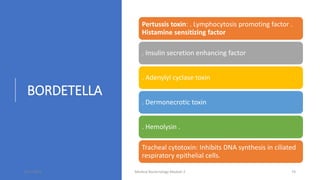 BORDETELLA
Pertussis toxin: . Lymphocytosis promoting factor .
Histamine sensitizing factor
. Insulin secretion enhancing factor
. Adenylyl cyclase toxin
. Dermonecrotic toxin
. Hemolysin .
Tracheal cytotoxin: Inhibits DNA synthesis in ciliated
respiratory epithelial cells.
8/11/2023 Medical Bacteriology Module 2 74
 