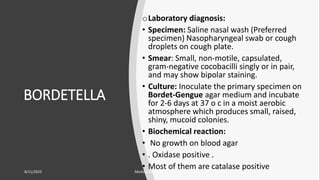 BORDETELLA
oLaboratory diagnosis:
• Specimen: Saline nasal wash (Preferred
specimen) Nasopharyngeal swab or cough
droplets on cough plate.
• Smear: Small, non-motile, capsulated,
gram-negative cocobacilli singly or in pair,
and may show bipolar staining.
• Culture: Inoculate the primary specimen on
Bordet-Gengue agar medium and incubate
for 2-6 days at 37 o c in a moist aerobic
atmosphere which produces small, raised,
shiny, mucoid colonies.
• Biochemical reaction:
• No growth on blood agar
• . Oxidase positive .
• Most of them are catalase positive
8/11/2023 Medical Bacteriology Module 2 77
 