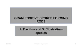 GRAM POSITIVE SPORES FORMING
RODS
4. Bacillus and 5. Clostridium
species
8/11/2023 Medical Bacteriology Module 2 79
 