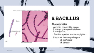 6.BACILLUS
Characteristics
• Aerobic, non-motile, spore-
forming, gram-positive chain
forming rods.
• Bacillus species are saprophytes
• Important human pathogens
• B. anthracis
• B. cereus
8/11/2023 Medical Bacteriology Module 2 80
 