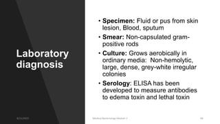 Laboratory
diagnosis
• Specimen: Fluid or pus from skin
lesion, Blood, sputum
• Smear: Non-capsulated gram-
positive rods
• Culture: Grows aerobically in
ordinary media: Non-hemolytic,
large, dense, grey-white irregular
colonies
• Serology: ELISA has been
developed to measure antibodies
to edema toxin and lethal toxin
8/11/2023 Medical Bacteriology Module 2 84
 