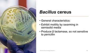 Bacillus cereus
• General characteristics:
• Exhibit motility by swarming in
semisolid media
• Produce β lactamase, so not sensitive
to penicillin
8/11/2023 Medical Bacteriology Module 2 86
 
