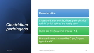 Clostridium
perfringens
Characteristics:
Capsulated, non-motile, short gram-positive
rods in which spores are hardly seen
There are five toxigenic groups : A-E
Human disease is caused by C. perfringens
type A and C
8/11/2023 Medical Bacteriology Module 2 90
 