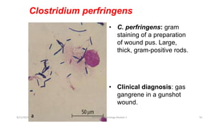 Clostridium perfringens
• Clinical diagnosis: gas
gangrene in a gunshot
wound.
• C. perfringens: gram
staining of a preparation
of wound pus. Large,
thick, gram-positive rods.
8/11/2023 Medical Bacteriology Module 2 91
 