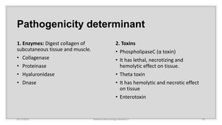 Pathogenicity determinant
1. Enzymes: Digest collagen of
subcutaneous tissue and muscle.
• Collagenase
• Proteinase
• Hyaluronidase
• Dnase
2. Toxins
• PhospholipaseC (α toxin)
• It has lethal, necrotizing and
hemolytic effect on tissue.
• Theta toxin
• It has hemolytic and necrotic effect
on tissue
• Enterotoxin
8/11/2023 Medical Bacteriology Module 2 92
 