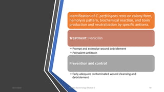 Identification of C. perfringens rests on colony form,
hemolysis pattern, biochemical reaction, and toxin
production and neutralization by specific antisera.
Treatment: Penicillin
• Prompt and extensive wound debridement
• Polyvalent antitoxin
Prevention and control
• Early adequate contaminated wound cleansing and
debridement
8/11/2023 Medical Bacteriology Module 2 95
 