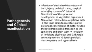 Pathogenesis
and Clinical
manifestation
• Infection of devitalized tissue (wound,
burn, injury, umblical stamp, surgical
suture) by spores of C. tetani →
Germination of the spore and
development of vegetative organism→
Neurotoxin release from vegetative cells
→ The toxin binds to receptors on the
presynaptic membrane of motor neuron
the retrograde axonal transport to the
spinalcord and brain stem → Inhibition
of inhibitory glycinergic and GABAergic
secreting neurons → Spatic paralysis,
muscle spasms and hyperreflexia
8/11/2023 Medical Bacteriology Module 2 99
 