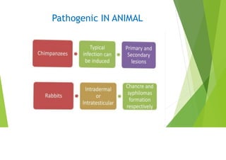 Pathogenic Animal MEDICAL BACTERIOLOGY - TREPONEMAPALLIDUM , medical bacteriology | PDF