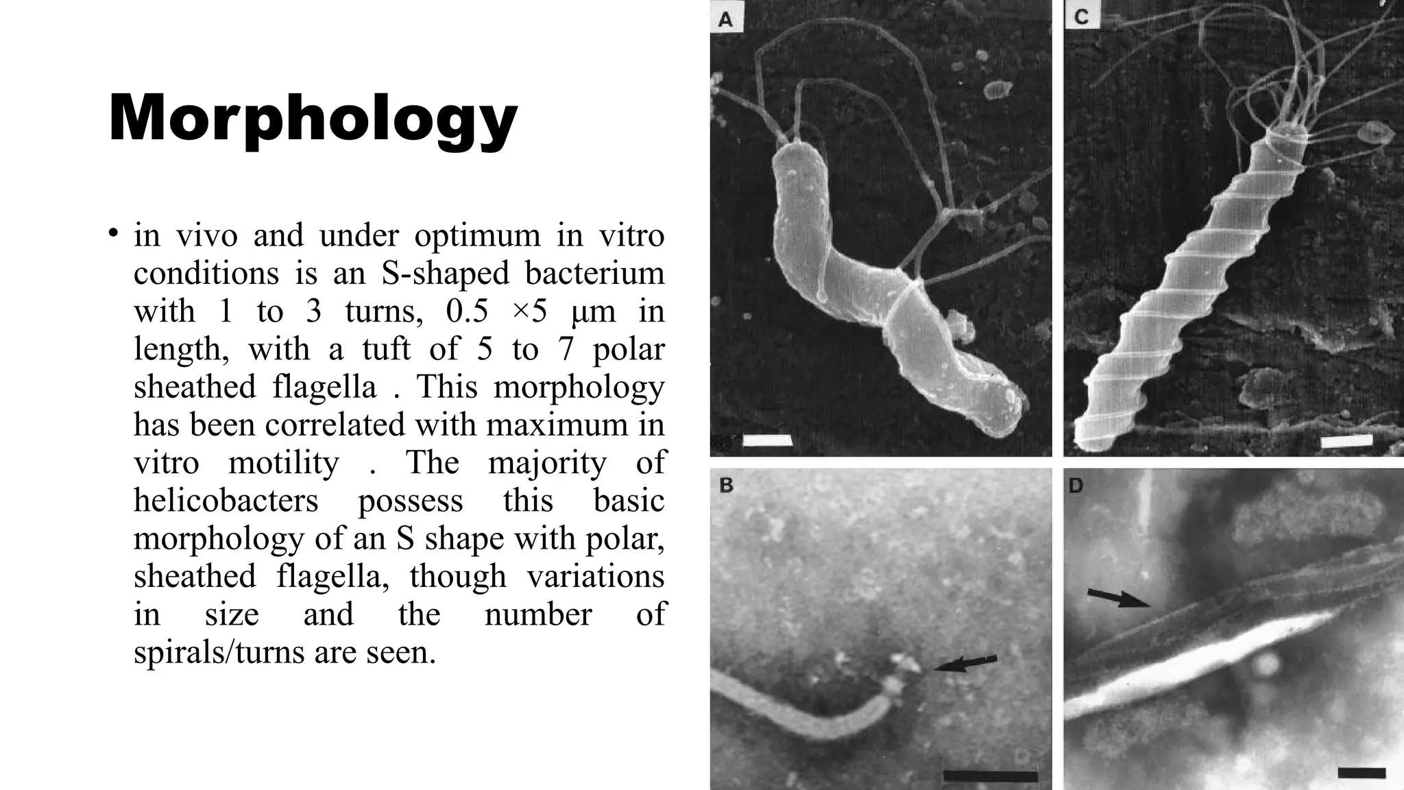 Medical bactryology.pptx aaaaaaaaaaaaaaa | PPTX